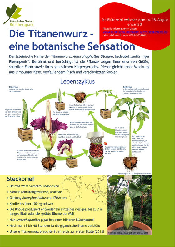 Schautafel über den Lebenszyklus der Titanenwurz Botanischer Garten Rombergpark
