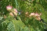 Die Blüten eines Mimosengewächses