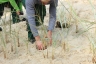 Viele fleißige Hände verwandeln die noch kahle Düne langsam in eine bewachsene Sandlandschaft.