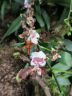 Cambria-Orchidee