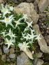 Alpenedelweiss.jpg