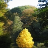 Herbst-27-Okt-2006-Tulpenbaum.jpg