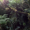 Orchideen aus den Nebelwäldern der Anden