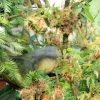 Die kleinen Nebelwald-Orchideen wurden mit Moos auf Robinienstämme aufgebunden
