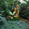 Blick auf Dendrobium »Stardust Orange«