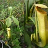 05_Nepenthes-vieillardii-Kannenpflanze.jpg