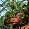 Riesenorchidee_Grammatophyllum-speciosum_Seichter.jpg