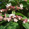 Losbaum (Clerodendron)