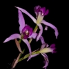 13_Orchideen-2016-311446.jpg