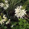 Weißes Beet, Lilien
