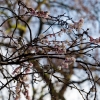 Prunus autumnalis – die Winterkirsche