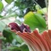 Titanenwurz-Blüte