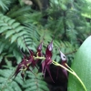 Blüten einer Nebelwald-Orchidee