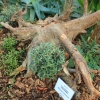 Kleiner Eisenholzbaum