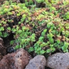 Stachelnüsschen, Acaena microphylla »Grüner Zwerg«, auf Maori: Pirpiri