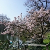 Kirschblüte am großen Teich