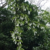 Der Taschentuchbaum in Blüte