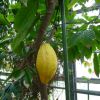 Kakaofrucht Threbroma Cacao