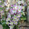 Dendrobium nobile »Botanic Creation«