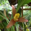 Eine seltene Orchideenart