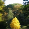 009-Tulpenbaum-im-Herbst-.jpg