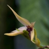 OrchideenSchau_Bulbophyllum-308144.jpg