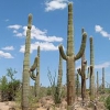 Kaktus-2017.jpg